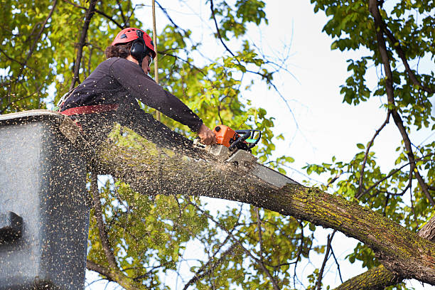 Best Storm Damage Tree Cleanup  in Cleves, OH